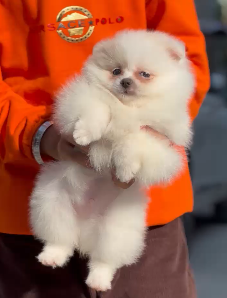 Buy Male Toy Pomeranian Puppy from Vizag